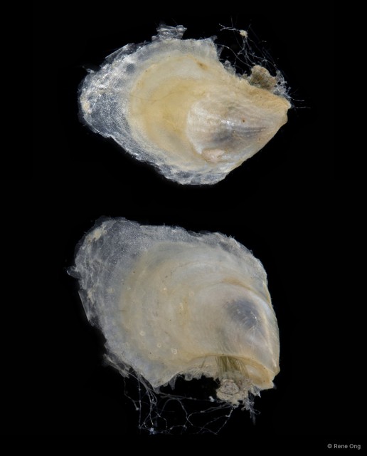 Ostreidae sp. "Oyster 1"•&copy; Rene Ong•All Rights Reserved