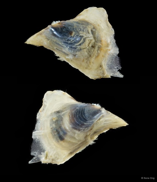 Ostreidae sp. "Oyster 2"•&copy; Rene Ong•All Rights Reserved