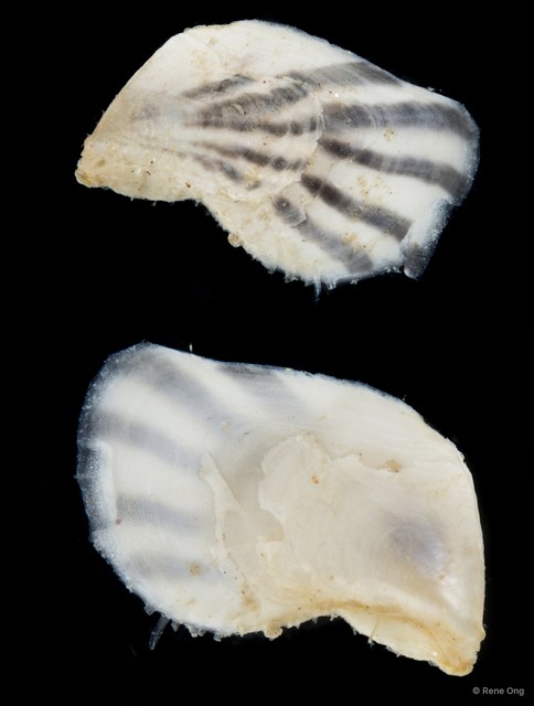 Ostreidae sp. "Oyster 3"•&copy; Rene Ong•All Rights Reserved