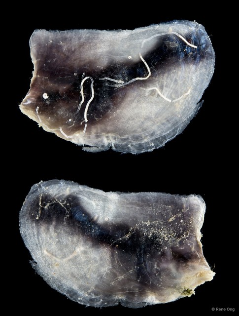 Ostreidae sp. "Oyster 4"•&copy; Rene Ong•All Rights Reserved