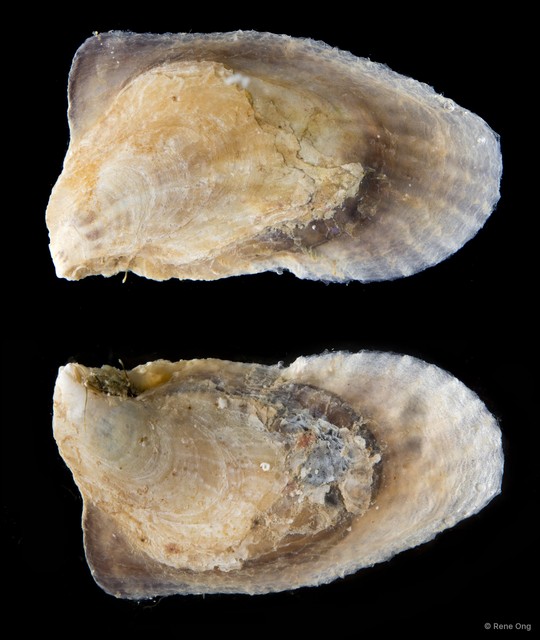 Ostreidae sp. "Oyster 6"•&copy; Rene Ong•All Rights Reserved