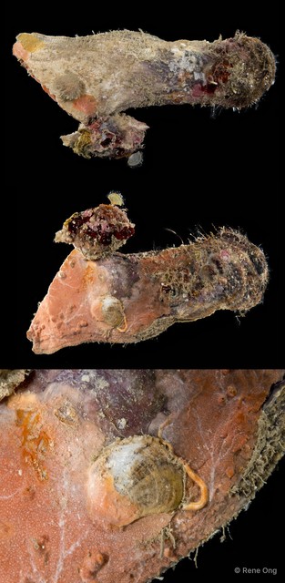 Ostreidae sp. "Oyster 8"•&copy; Rene Ong•All Rights Reserved