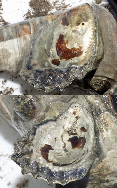 Ostreidae sp. "Oyster A"•&copy; Rene Ong•All Rights Reserved
