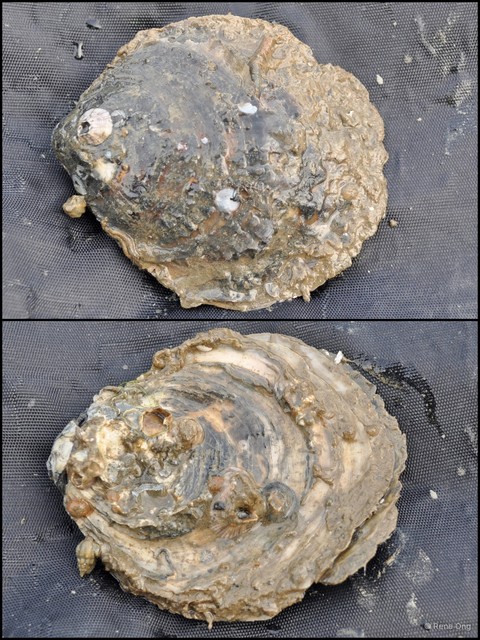 Ostreidae sp. "Oyster B"•&copy; Rene Ong•All Rights Reserved