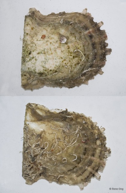 Ostreidae sp. "Oyster C"•&copy; Rene Ong•All Rights Reserved