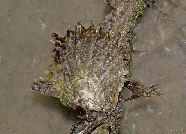 Ostreidae sp. "Oyster"•&copy; Rene Ong•All Rights Reserved