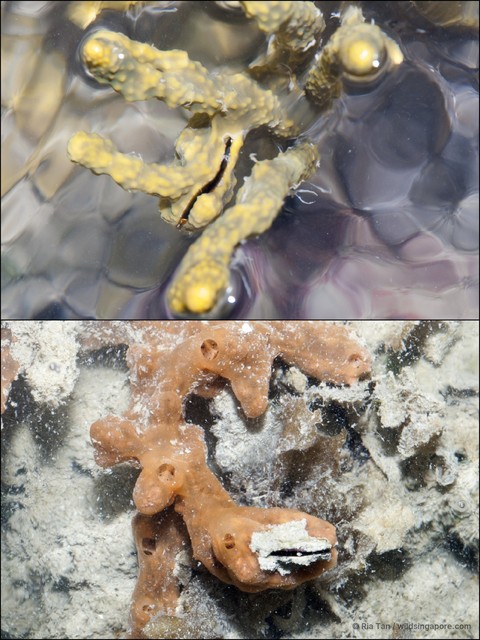 Vulsella sp. "97ccafc1"•&copy; Ria Tan•All Rights Reserved