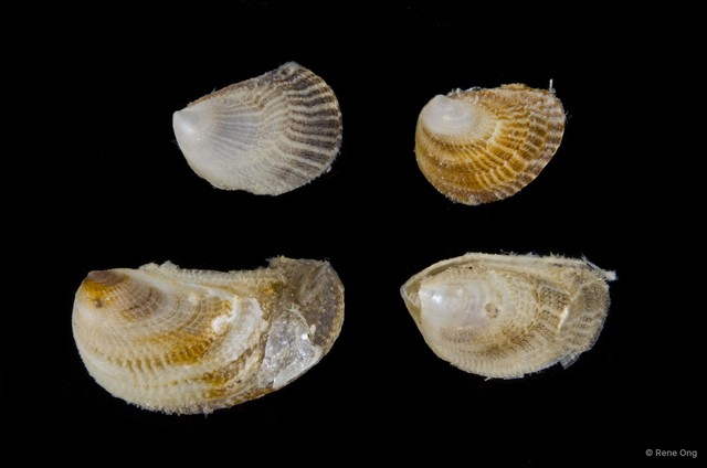 Vulsella sp. "bd1d15fa"•&copy; Rene Ong•All Rights Reserved