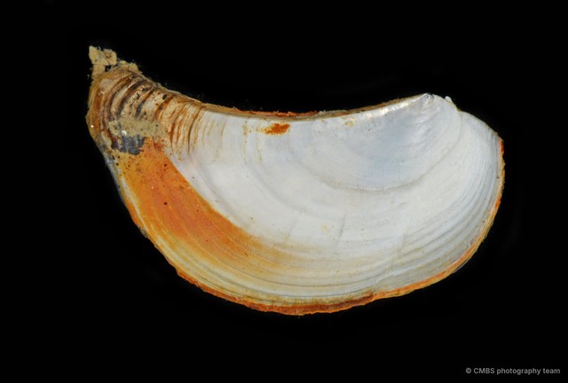 Pandora sp. "bd1d162d"•&copy; CMBS photography team•All Rights Reserved
