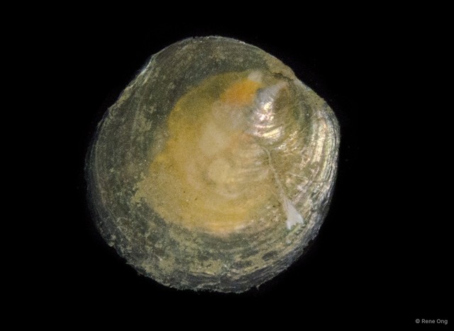 Anomiidae sp. "09f40a9b"•&copy; Rene Ong•All Rights Reserved