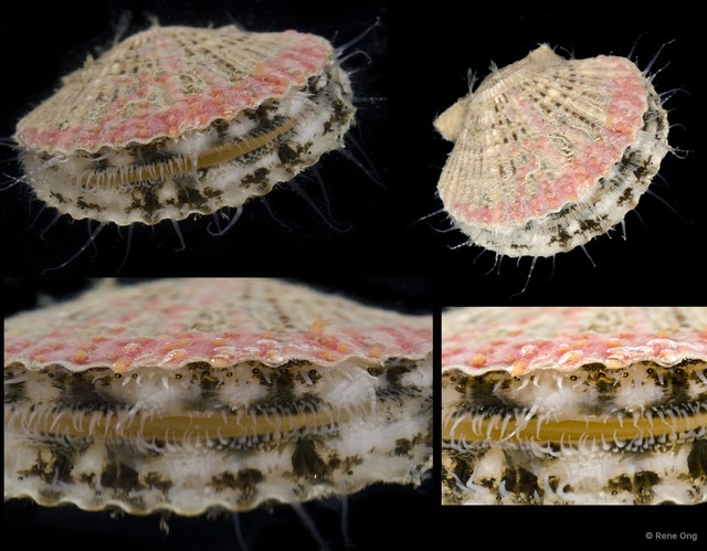 Pectinidae sp. "Scallop"•&copy; Rene Ong•All Rights Reserved