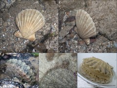 Decatopecten radula•&copy; Ria Tan•All Rights Reserved