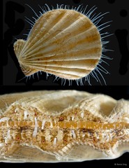 Decatopecten radula•&copy; Rene Ong•All Rights Reserved