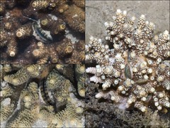 Pedum spondyloideum•&copy; Ria Tan•All Rights Reserved