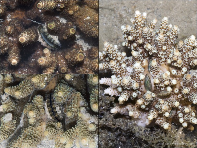 Pedum spondyloideum•&copy; Ria Tan•All Rights Reserved