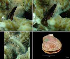 Pedum spondyloideum•&copy; REL•All Rights Reserved