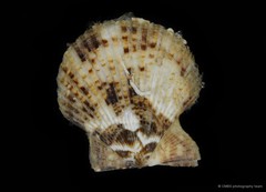 Volachlamys singaporina•&copy; CMBS photography team•All Rights Reserved