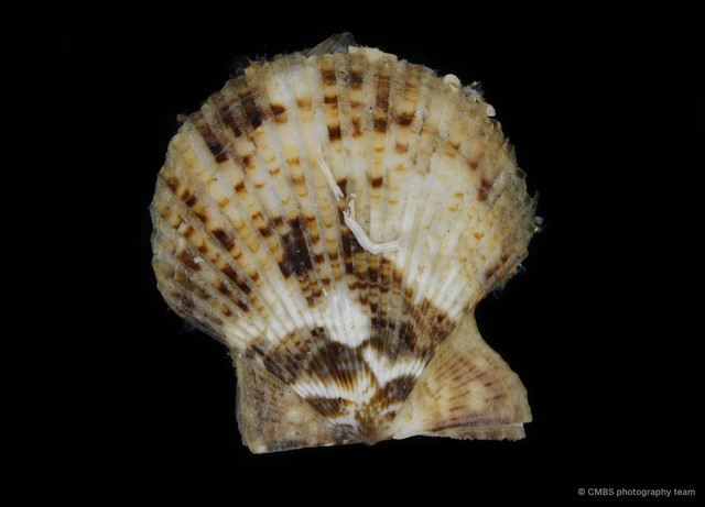 Volachlamys singaporina•&copy; CMBS photography team•All Rights Reserved