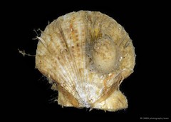 Volachlamys singaporina•&copy; CMBS photography team•All Rights Reserved