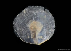 Placuna placenta•&copy; CMBS photography team•All Rights Reserved