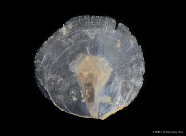 Placuna placenta•&copy; CMBS photography team•All Rights Reserved