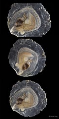 Placuna placenta•&copy; Rene Ong•All Rights Reserved