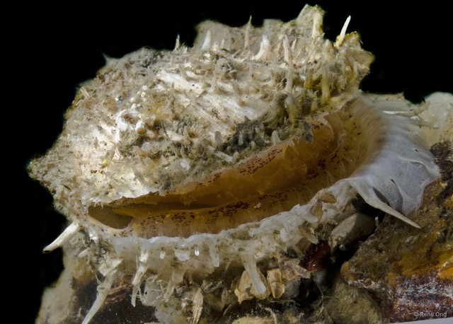 Spondylus sp. "1"•&copy; Rene Ong•All Rights Reserved