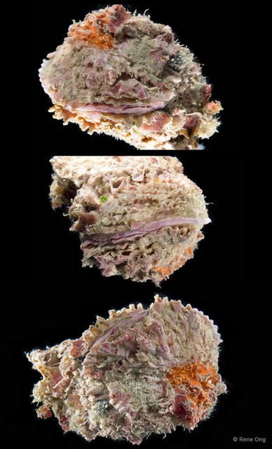 Spondylus sp. "10"•&copy; Rene Ong•All Rights Reserved