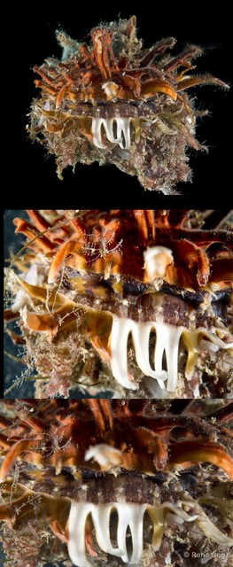 Spondylus sp. "3"•&copy; Rene Ong•All Rights Reserved