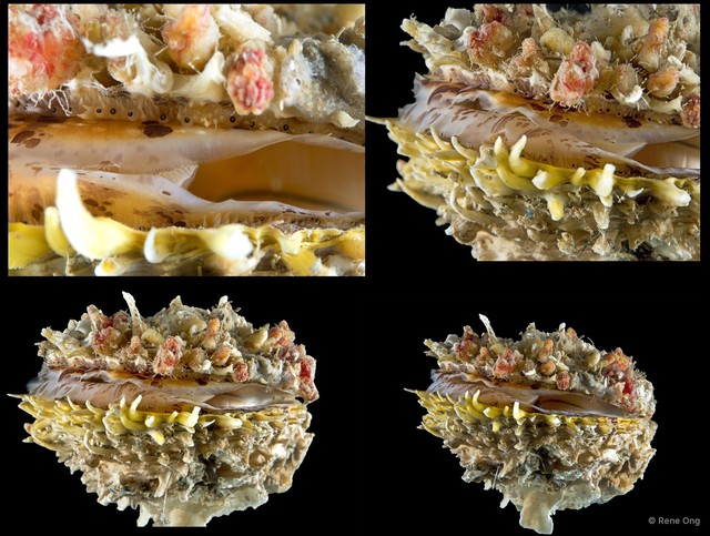 Spondylus sp. "4"•&copy; Rene Ong•All Rights Reserved