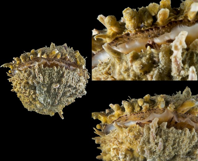 Spondylus sp. "5"•&copy; Rene Ong•All Rights Reserved