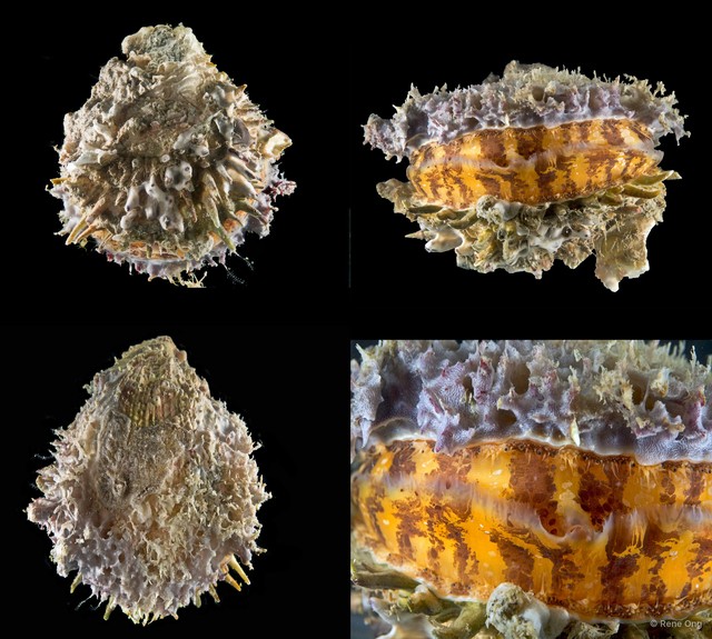 Spondylus sp. "6"•&copy; Rene Ong•All Rights Reserved