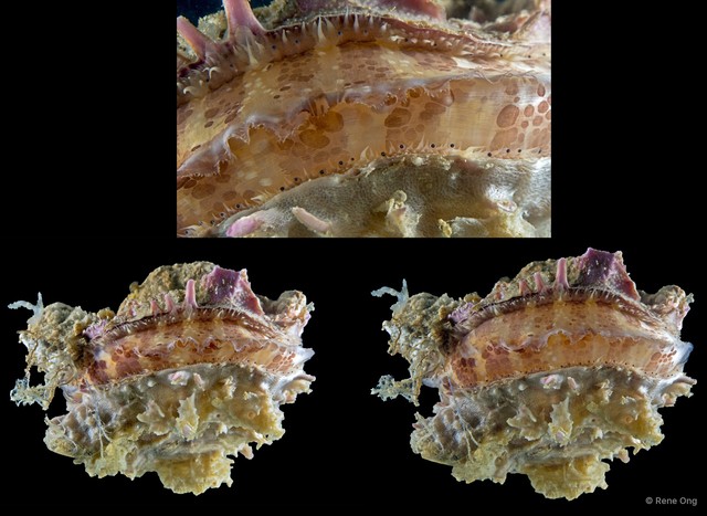 Spondylus sp. "7"•&copy; Rene Ong•All Rights Reserved