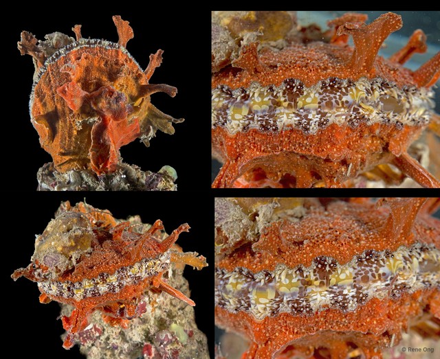 Spondylus sp. "8"•&copy; Rene Ong•All Rights Reserved