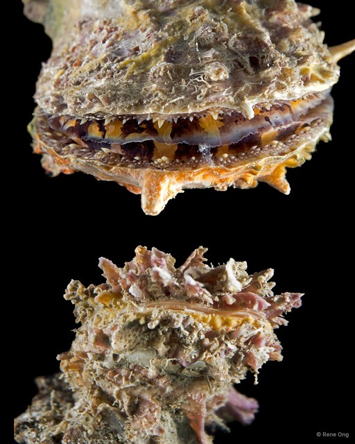 Spondylus sp. "9"•&copy; Rene Ong•All Rights Reserved