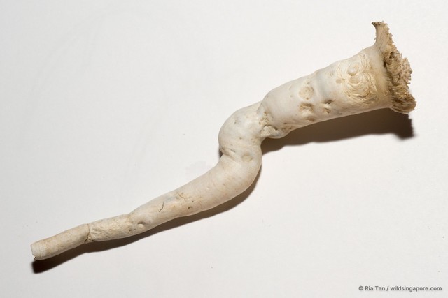 Verpa penis•&copy; Ria Tan•All Rights Reserved