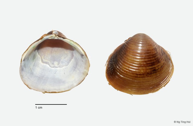 Corbicula sp. "cf. fluminea"•&copy; Ng Ting Hui•All Rights Reserved