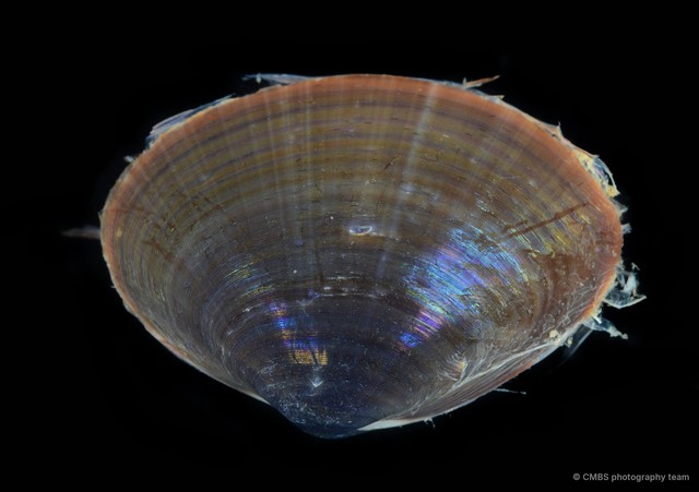 Mactra grandis•&copy; CMBS photography team•All Rights Reserved