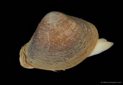 Mactra grandis•&copy; CMBS photography team•All Rights Reserved