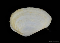 Meropesta nicobarica•&copy; CMBS photography team•All Rights Reserved