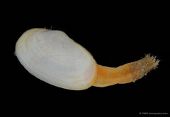 Meropesta nicobarica•&copy; CMBS photography team•All Rights Reserved