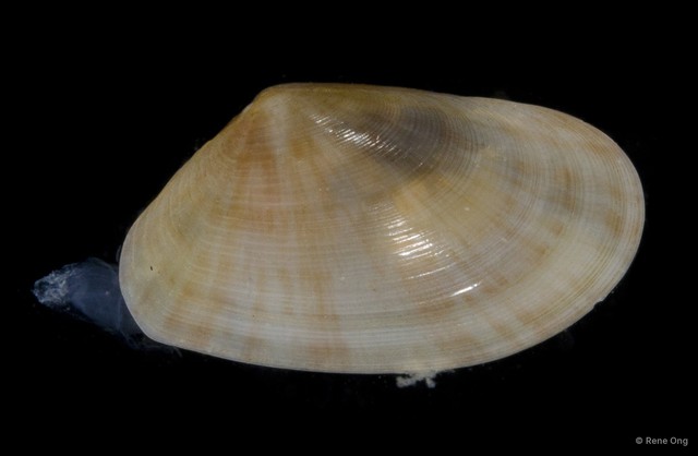 Veneridae sp. "Venus clam 1"•&copy; Rene Ong•All Rights Reserved