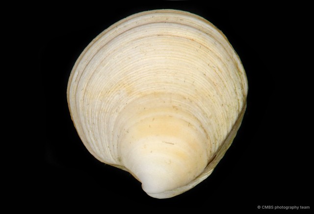 Veneridae sp. "Venus clam 14"•&copy; CMBS photography team•All Rights Reserved