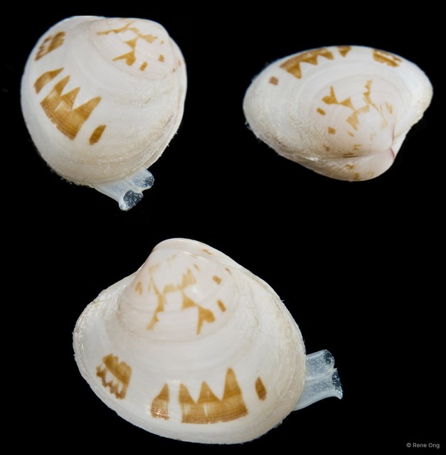 Veneridae sp. "Venus clam 16"•&copy; Rene Ong•All Rights Reserved