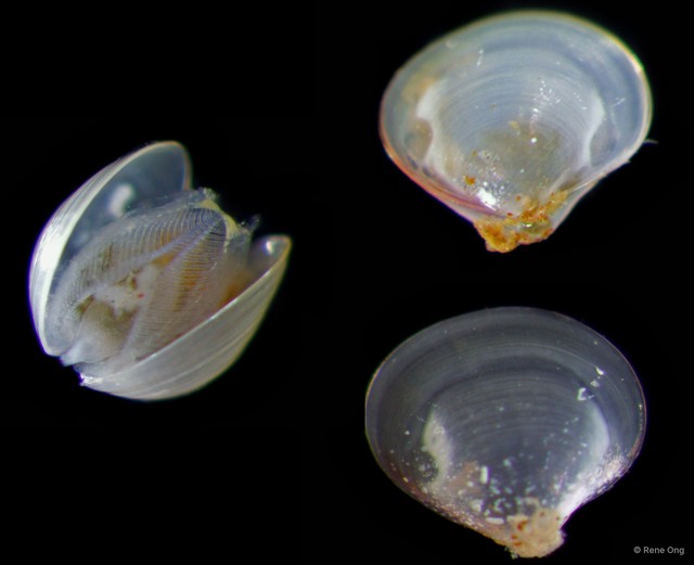 Veneridae sp. "Venus clam 21"•&copy; Rene Ong•All Rights Reserved