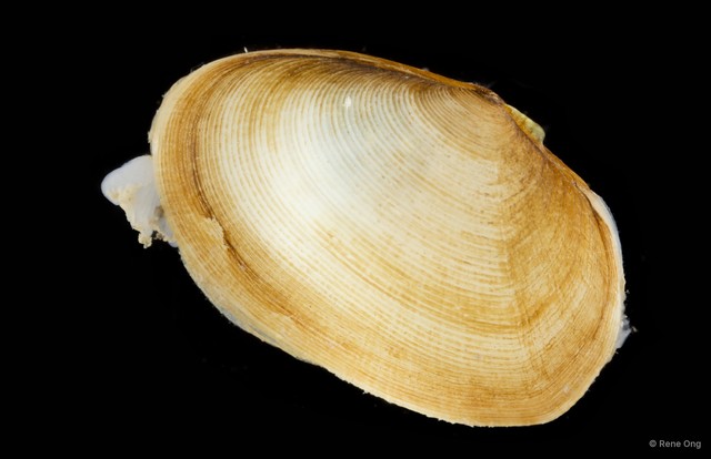 Veneridae sp. "Venus clam 24"•&copy; Rene Ong•All Rights Reserved