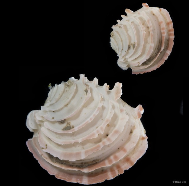 Veneridae sp. "Venus clam 25"•&copy; Rene Ong•All Rights Reserved