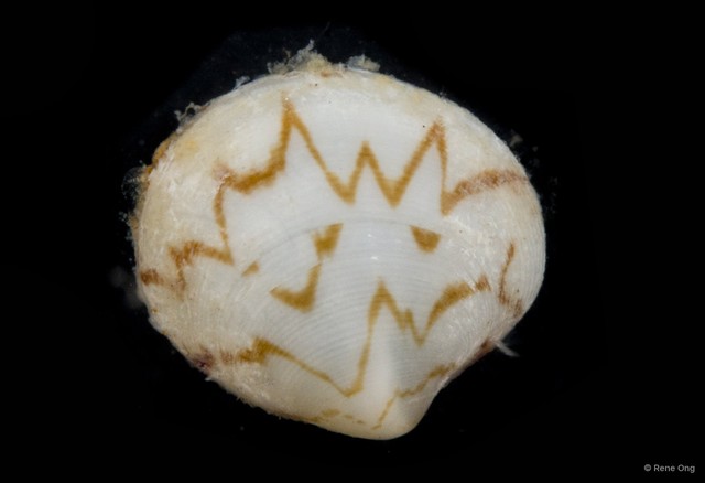 Veneridae sp. "Venus clam 3"•&copy; Rene Ong•All Rights Reserved