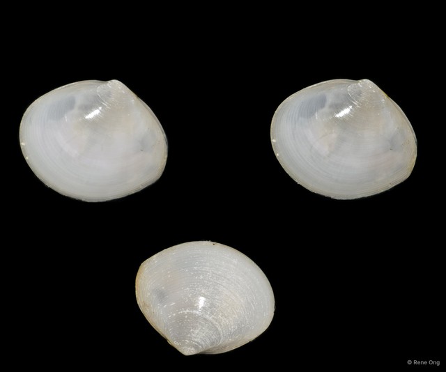 Veneridae sp. "Venus clam 32"•&copy; Rene Ong•All Rights Reserved