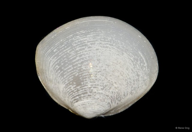 Veneridae sp. "Venus clam 34"•&copy; Rene Ong•All Rights Reserved
